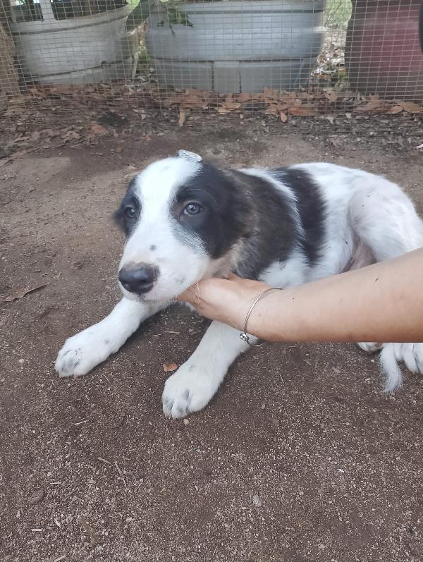 ❤️❤️“Dylan, cucciolo orfano di amore: aiutalo a riscrivere la sua storia” Foto 7